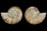 Agatized Ammonite Fossil - Madagascar #139728-1